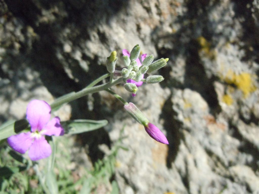 Capo Miseno (NA) : Matthiola incana